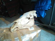 Horse Skull Skull Bone Taxidermy Trophy 2. Choice With Missing Teeth picture