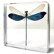 Damselfly In Resin, Metalwing, Insects in Resin, Neurobasis chinensis Linnaeus picture