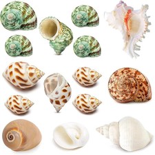 15PCS Hermit Crab Shells (7 Types) Natural Hermit Crab Shells, for Small to Larg picture