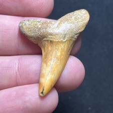 1.69” Fiery Colored Isurus Desori Extinct Shortfin Mako Fossil Shark Tooth SC picture