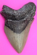 Authentic Megadolon Shark Tooth 3.83 Inch 111 Grams Fossil Dinosaur Girl COA M49 picture