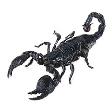 Heterometrus laoticus mounted ONE REAL EMPEROR SCORPION DEFENSIVE POSE picture