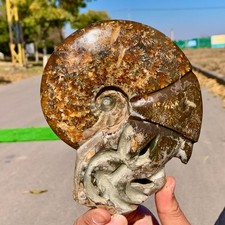 1.66LB Rare Natural Tentacle Ammonite Specimen  Healing Madagascar picture