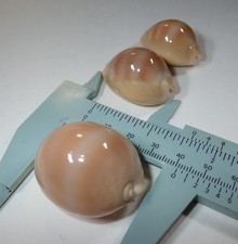 What a Price - Giant Cypraea Sulcidentata - 41 mm. plus two, all Gems. $189.00 picture