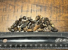 44 Triceratops Teeth Lance Formation WY Dinosaur Fossil picture