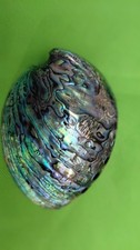 Abalone Shell From New Zealand Known As Paua picture
