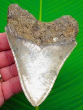 Megalodon Shark Tooth 4.60” Real Fossil - Sharks Teeth - No Restorations picture