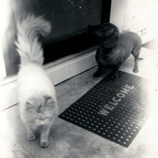 c1950s Dachshund Dog & Fluffy Cat Welcome Mat 4