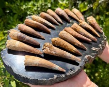 RARE Genuine Spinosaurus Dinosaur Tooth Fossils With Display Stand - Choose Size picture