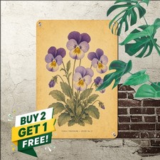 vintage botanical pansy illustration centered single plant cluster picture