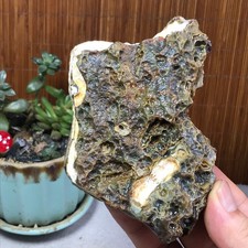 Natural Bonsai Suiseki Gobi Agate Eyes Stone-Stunning original View 264g A7322 picture