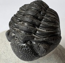 Phacops or Reedops Trilobite Fossils Morocco  #PE58 picture