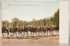 Cawston Ostrich Farm Chromolithograph Postcard Circa 1907, Collector Grade picture