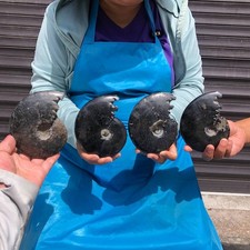4pieces 3.76LB TOP Natural Black Fossil Conch Crystal Specimen Healing 6816 picture