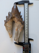 Monster Basilosaurus tooth, 5.7