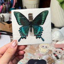 20 Pcs Spring Green Swallowtail Butterflies 5-7cm A1-A- Grade DIY Decor Gift picture