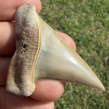 Museum Quality Extinct White Shark Tooth Fossil SWFL 2.21” picture