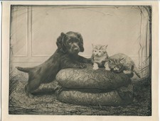 Original 19th Century Antique Spaniel Dog And Cat Photo 9 x 11 Ralph W. Robinson picture