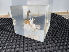 Acrylic Preserved Sea Life Paper Weight Decor 2.5” x 2.5” x 2” inch picture