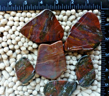Arizona Rainbow Petrified Wood Polished Amazing Vibrant Coloring 10 oz picture