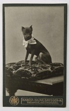 Antique CDV Photo Unique Puppy Dog Portrait Min Pin Nafchf Dresden Germany picture