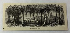 1877 magazine engraving ~ END OF THE ROAD, St Andrews, Jamaica picture