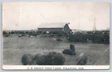 Antique Nebraska Postcard STRATTON C.b. Diehls Feed Yards 1908 Rppc picture