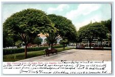 Los Angeles California Postcard Umbrella Tree St. James Park Tree c1907 Vintage picture