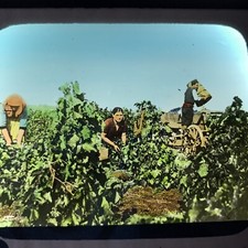 Vtg Magic Lantern Glass Slide Photo Northern Bulgaria Picking Wine For Grapes picture