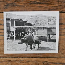 VINTAGE 1970'S PHOTO OF VIETNAMESE BOY ON WATER BUFFALOS VIETNAM WAR CAMP picture