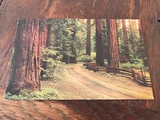 Redwood Forest Ancient Sentinels Redwood Highway California Postcard picture