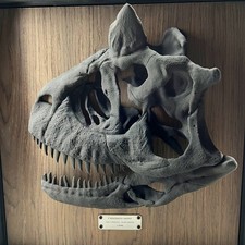 Carnotaurus Skull Replica Museum Wall Display Dinosaur Fossil Art 41cm 16in picture