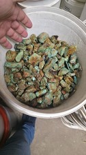 Stabilized Blue-green turquoise with brown matrix (By The Pound) 1/2