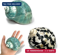 Natural Hermit Crab Shells 2Pcs, Large 3.15-4.33in picture