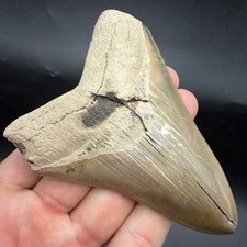 Megalodon Tooth - Real Shark Tooth Fossil 4.36” SWFL (Restored) picture