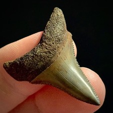 Great White Shark Tooth 1.36