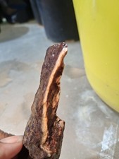 Petrified Wood Looks Like A Rib, Non Edible Though picture