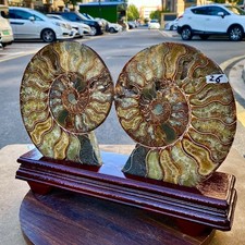 4.56LB 1pair of Natural conch slice polished Fossil Madagasca picture