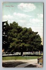 Colton CA-California, Children Under Rubber Tree, c1909, Vintage Postcard picture