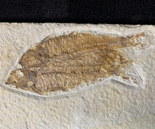 Double Knightia Fish Fossil Plate with Display Stand - Green River Fm. - WY picture