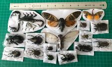 15 Beetle Scorpion Insects Bugs Real Taxidermy Dried Oddities Decor picture