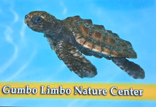 Gumbo Limbo Nature Center Loggerhead Sea Turtle Postcard Florida picture