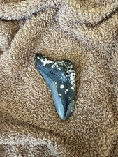 Real Megalodon Shark Tooth 5.0” Big Fossil Shark Teeth From NC picture