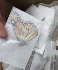 SALE LOT OF 25 EX-PUPAE DANAUS PLEXIPPUS (MONARCH BUTTERFLY) UNMOUNTED picture