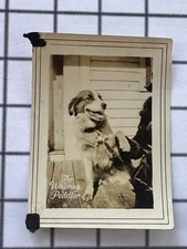 Vintage 1910s Photo Large Dog Shaking Hands Giving Paw Porch Snapshot picture