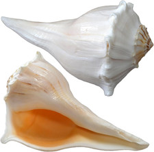 2Pcs Large Conch Shell for Home Decor, Big Natural Seashells, 7-9 Inch picture