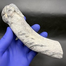 RARE DUGONG RIB BONE FOSSIL WITH PREDATION MARKS BITE DAMAGE picture