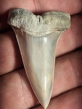 RARE HASTALIS MAKO SHARKS TOOTH VICTORIA AUSTRALIA picture
