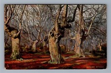 Burnham Beeches England Tuck Oilette Forest Trees Antique Postcard No 3466 picture