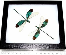 Neurobasis chinensis duo REAL FRAMED GREEN DRAGONFLY INDONESIA picture